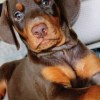 Private: Private: Private: Doberman Puppies for sale