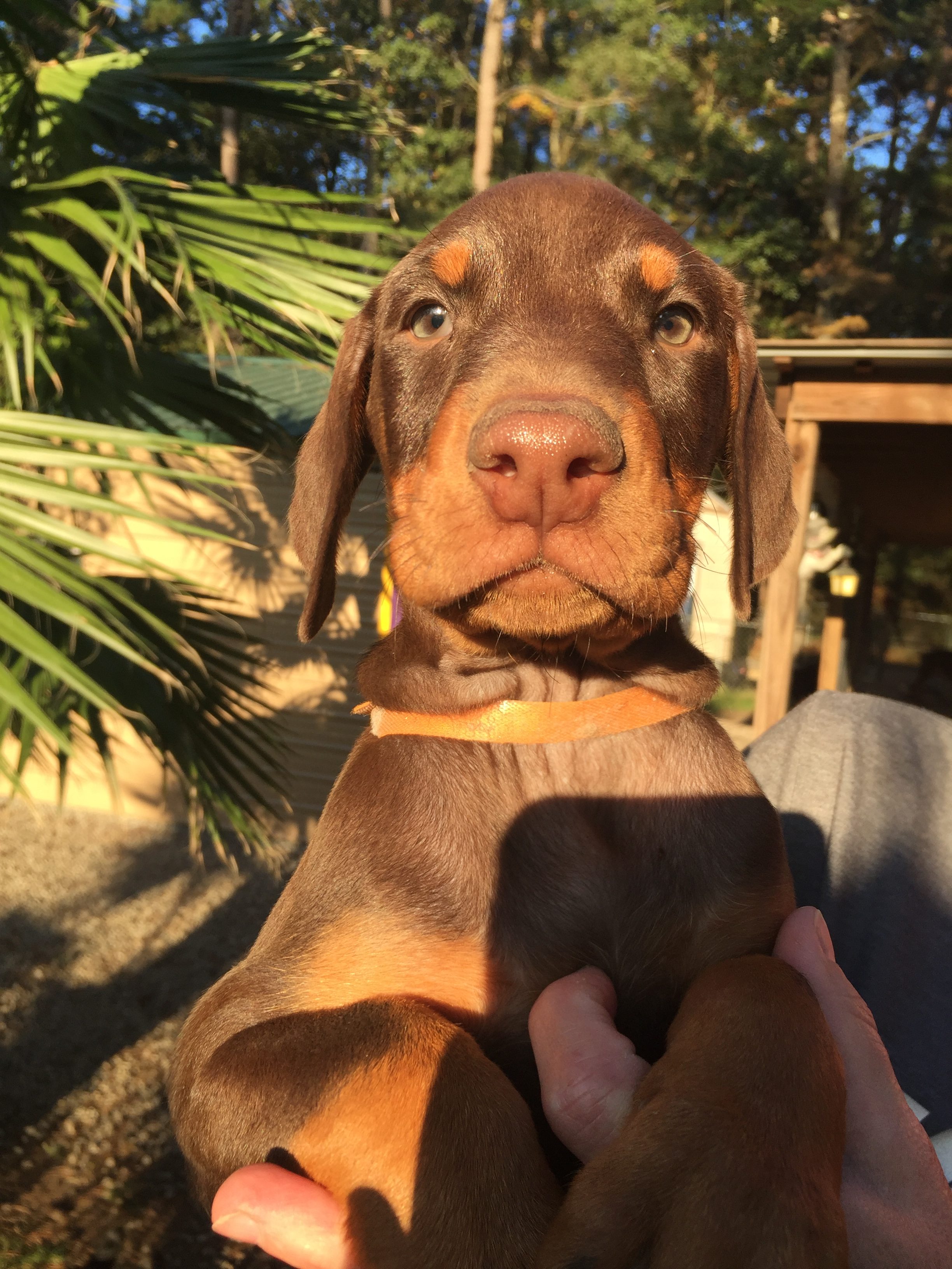 Private: Private: Private: Doberman Puppies for sale