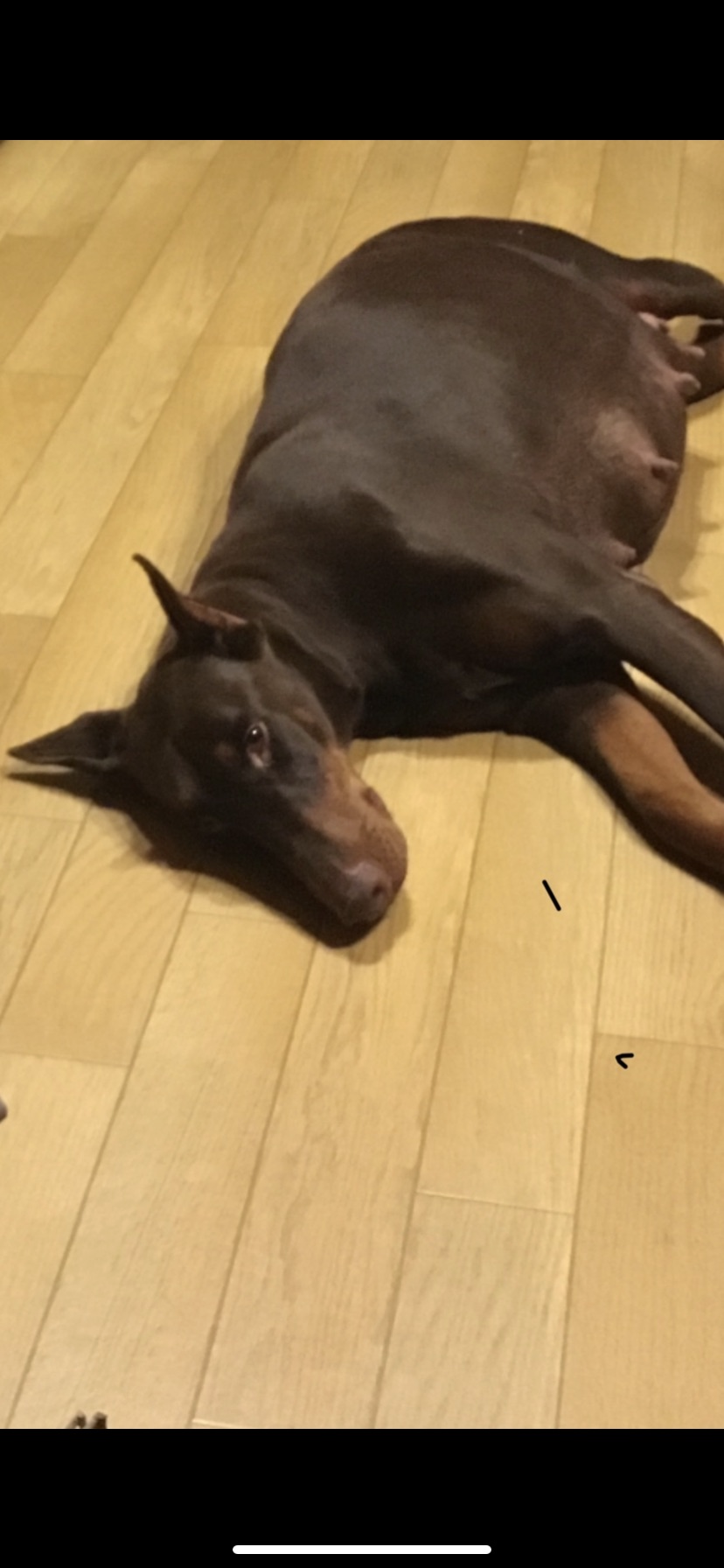 Private: Private: Private: Doberman Puppies for sale