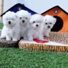 Adorable outstanding Maltese puppies