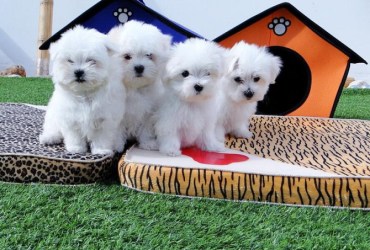 Adorable outstanding Maltese puppies