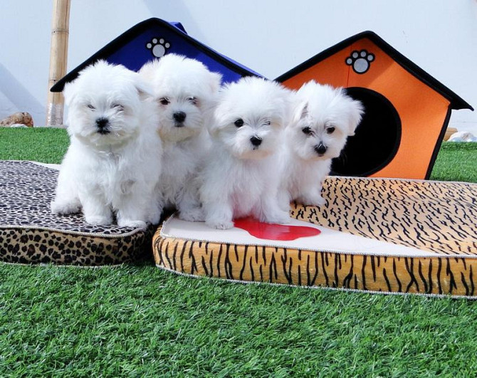 Adorable outstanding Maltese puppies