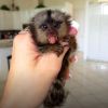 Adorable Female Marmoset Monkeys for Sale