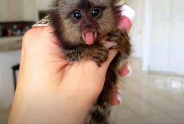 Adorable Female Marmoset Monkeys for Sale