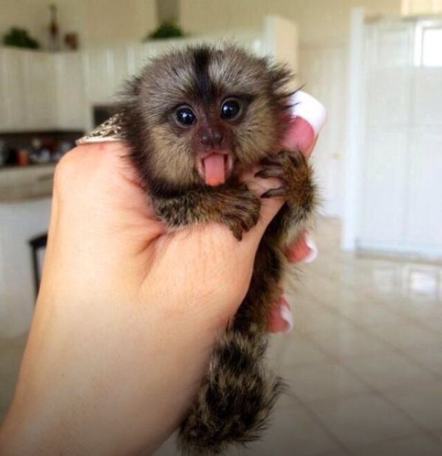 Adorable Female Marmoset Monkeys for Sale