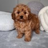 TOY POODLE PUPPIES