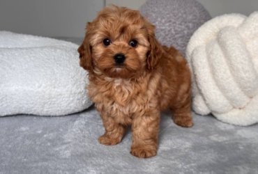 TOY POODLE PUPPIES