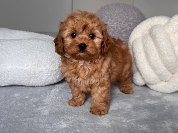 TOY POODLE PUPPIES