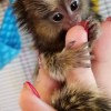 Pygmy marmosets