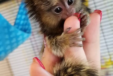 Pygmy marmosets