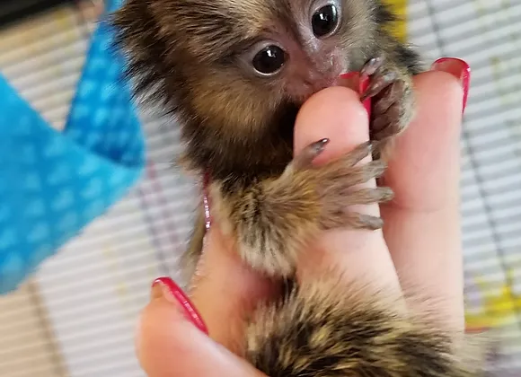 Pygmy marmosets