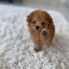 Female Toy Poodle puppies