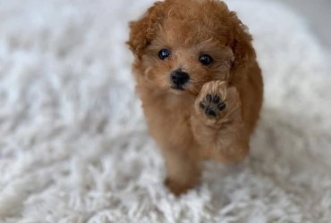 Female Toy Poodle puppies
