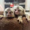 Marmoset Monkeys