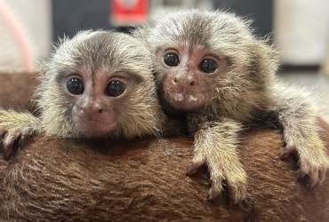Marmoset Monkeys