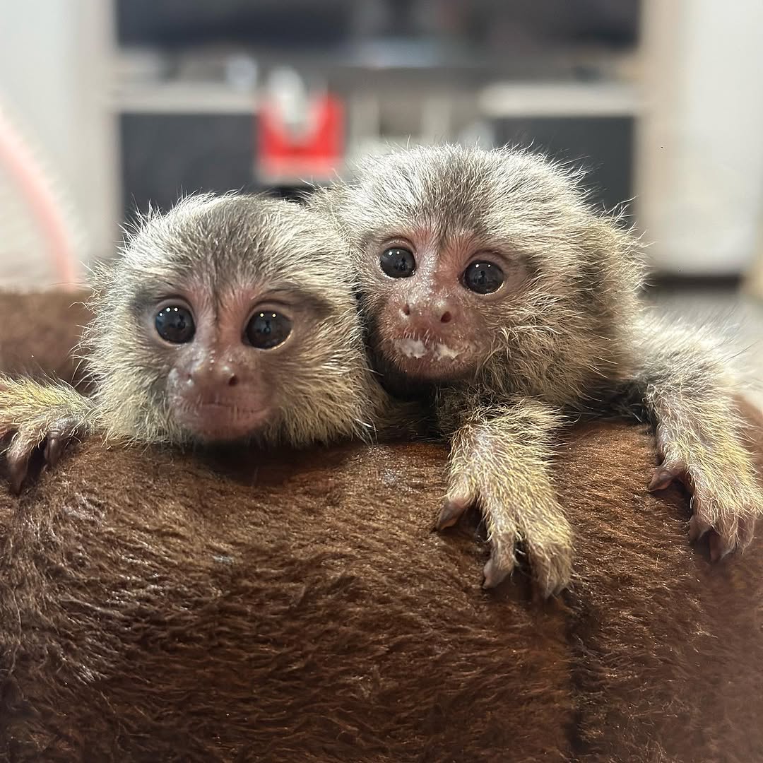 Marmoset Monkeys