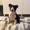 Beautiful purebred bull terrier male and female puppies