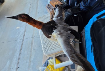 Duck taxidermy wall mount