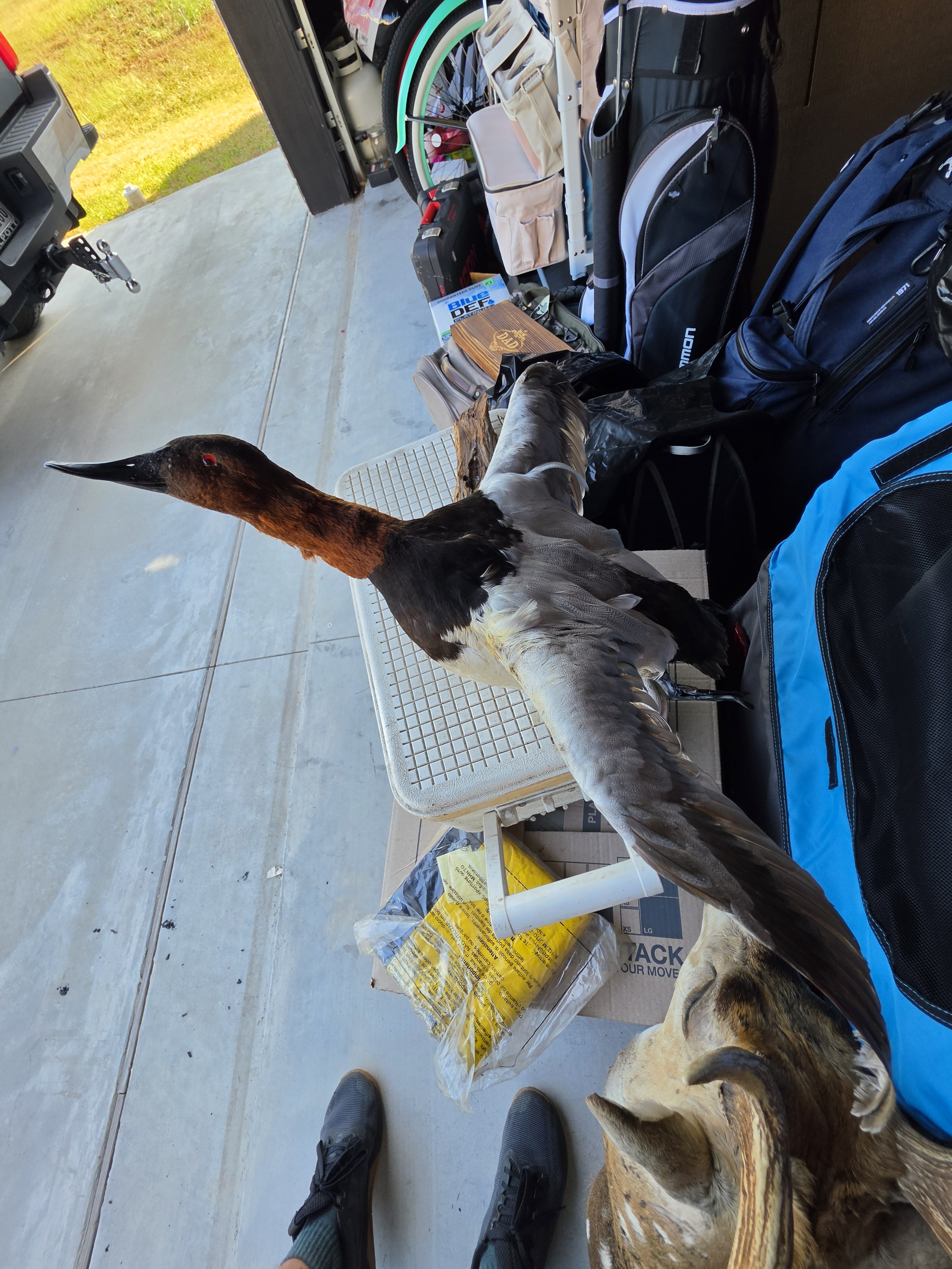 Duck taxidermy wall mount