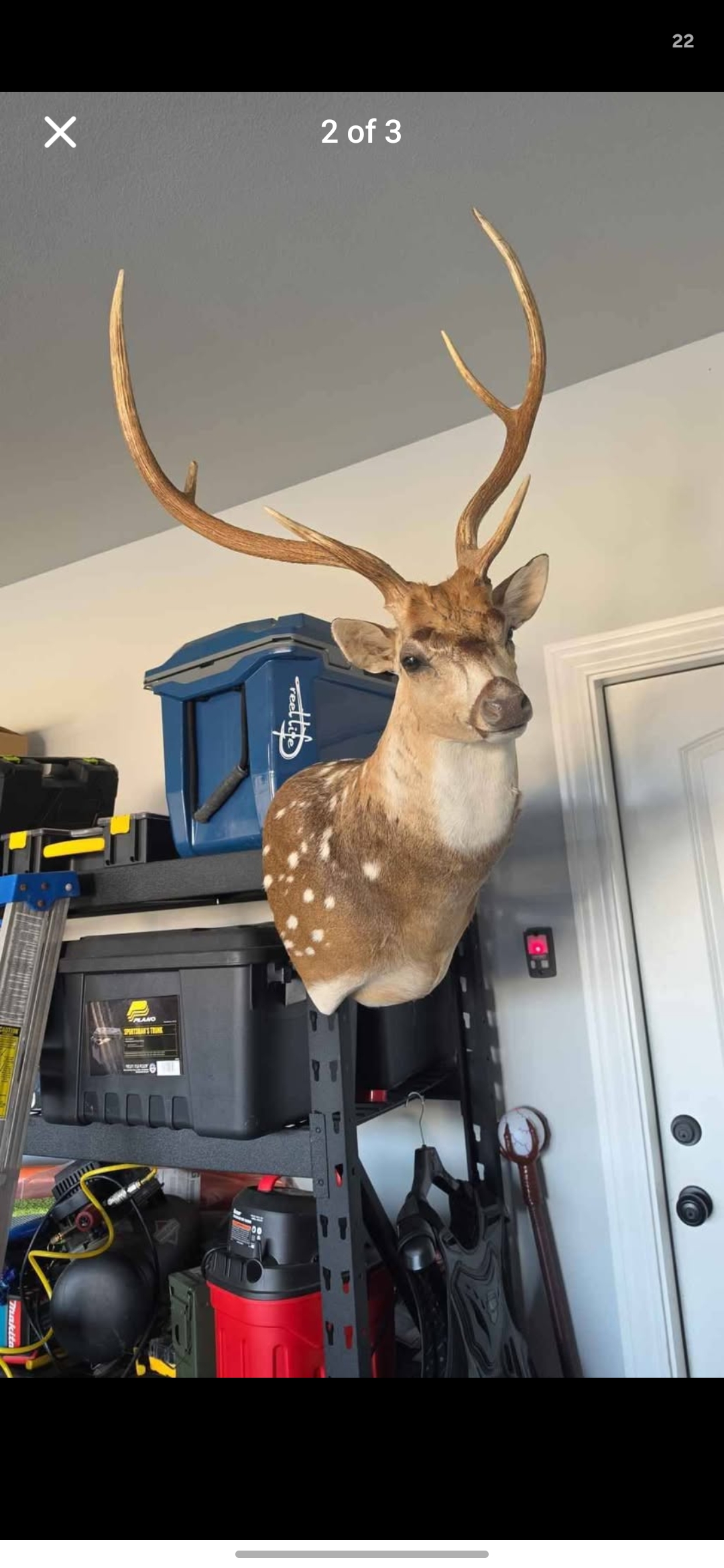 Axis Deer 6 point mount