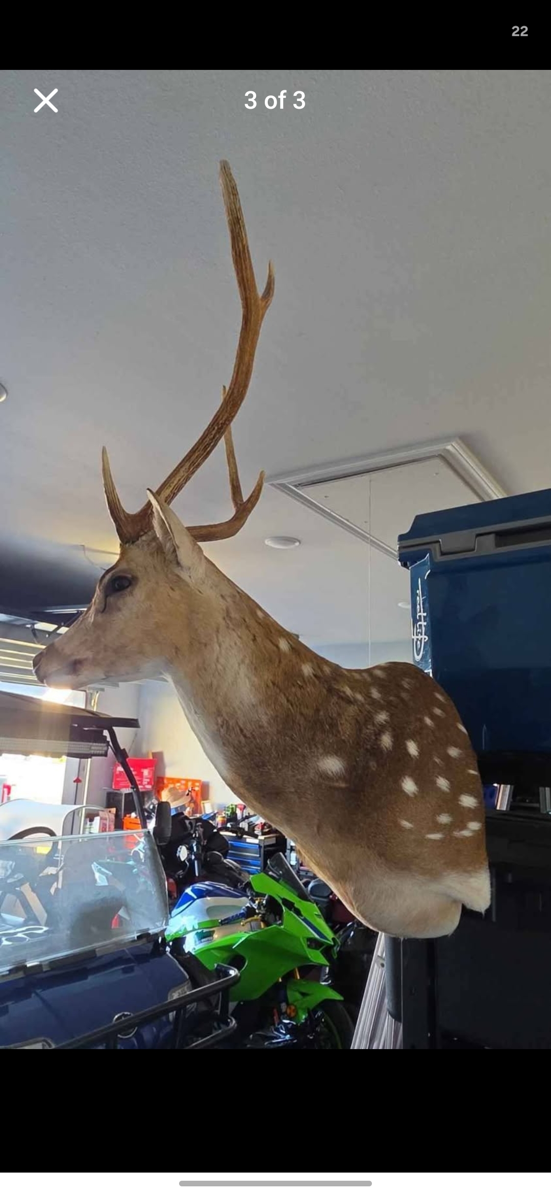 Axis Deer 6 point mount