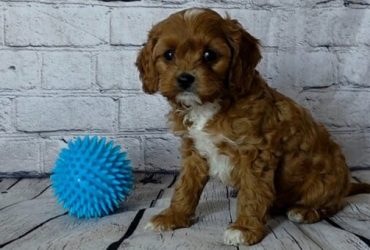 Cavapoo Puppies for sale
