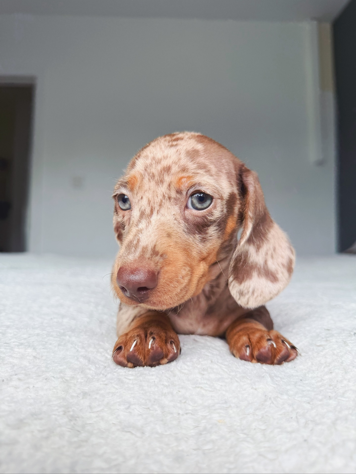 Private: Dachshund Puppies for adoption