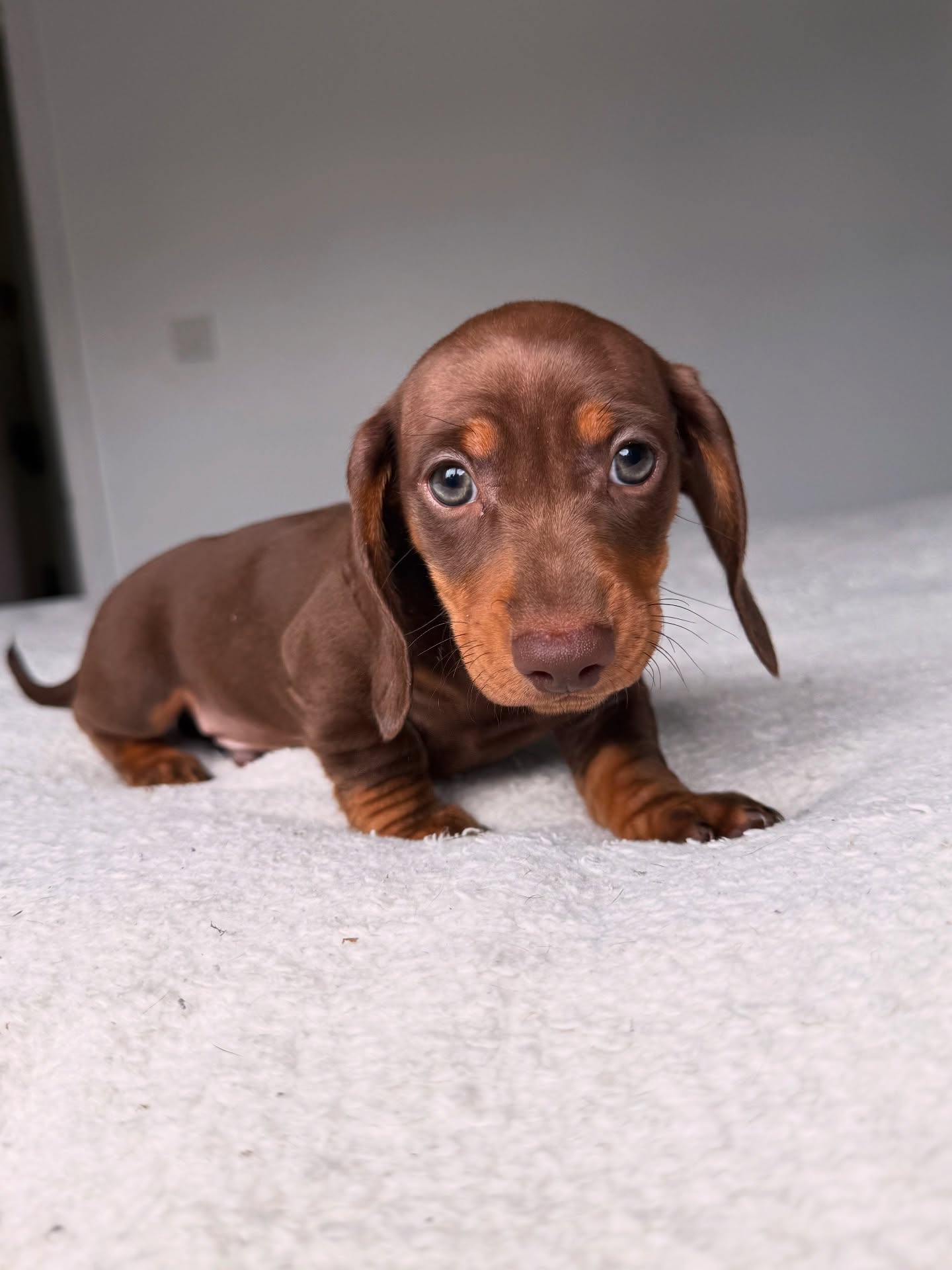 Private: Dachshund Puppies for adoption
