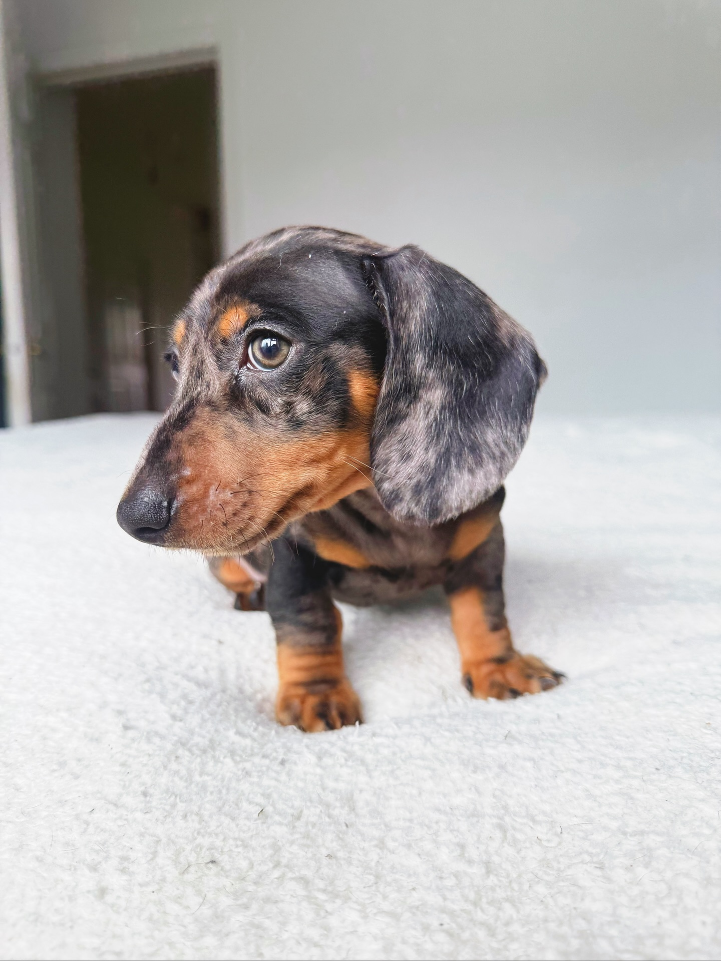 Private: Dachshund Puppies for adoption