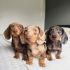 Private: Dachshund Puppies for adoption