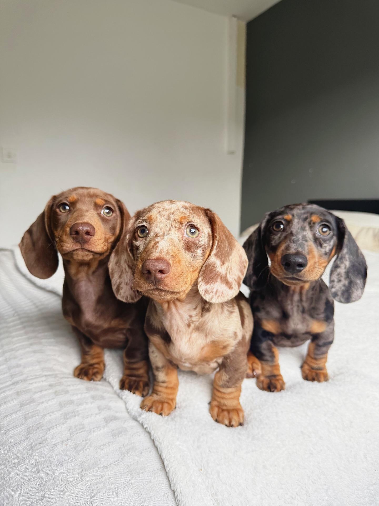 Private: Dachshund Puppies for adoption