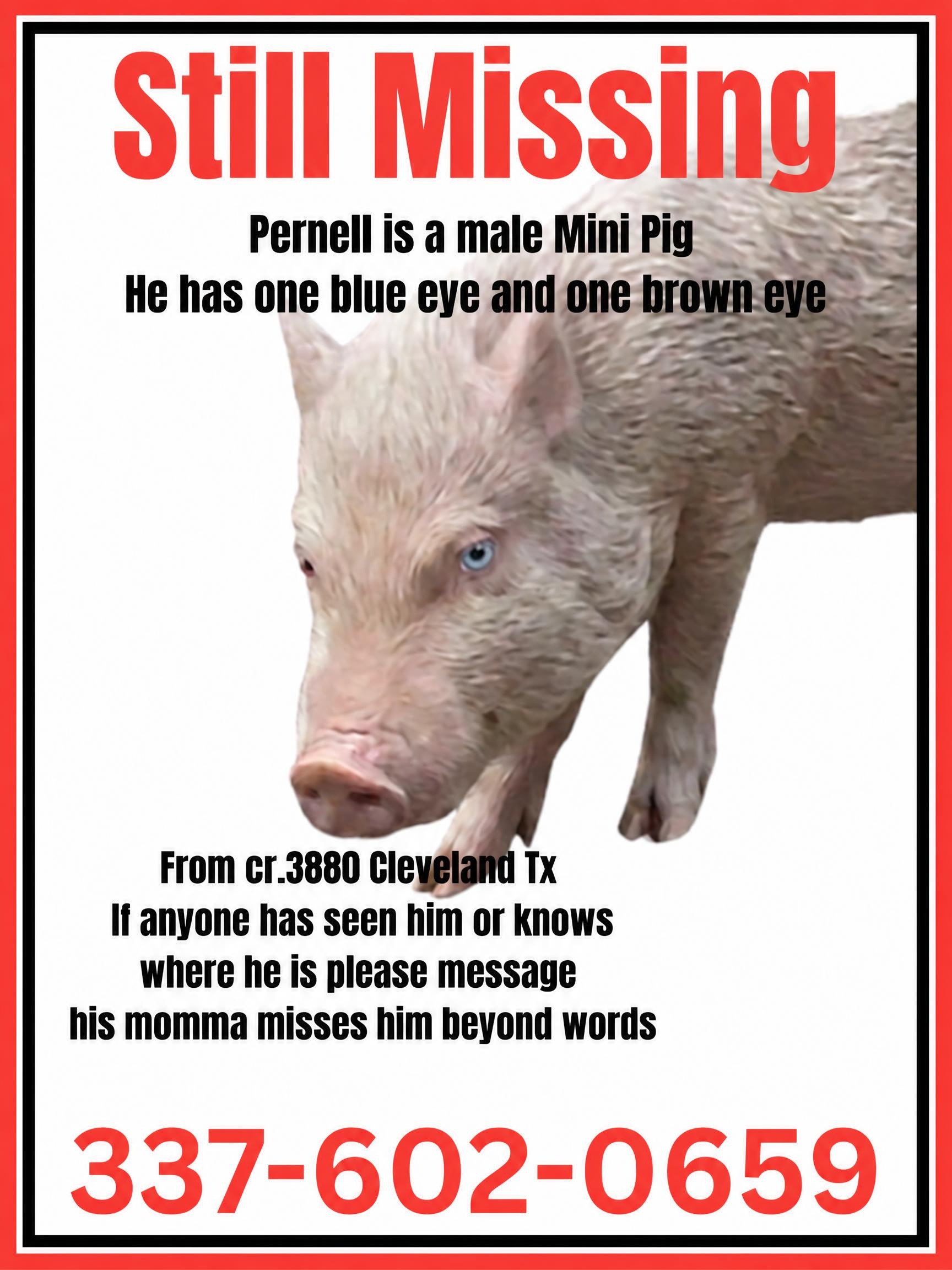 Missing Mini Pig