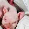 Missing Mini Pig