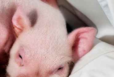 Missing Mini Pig