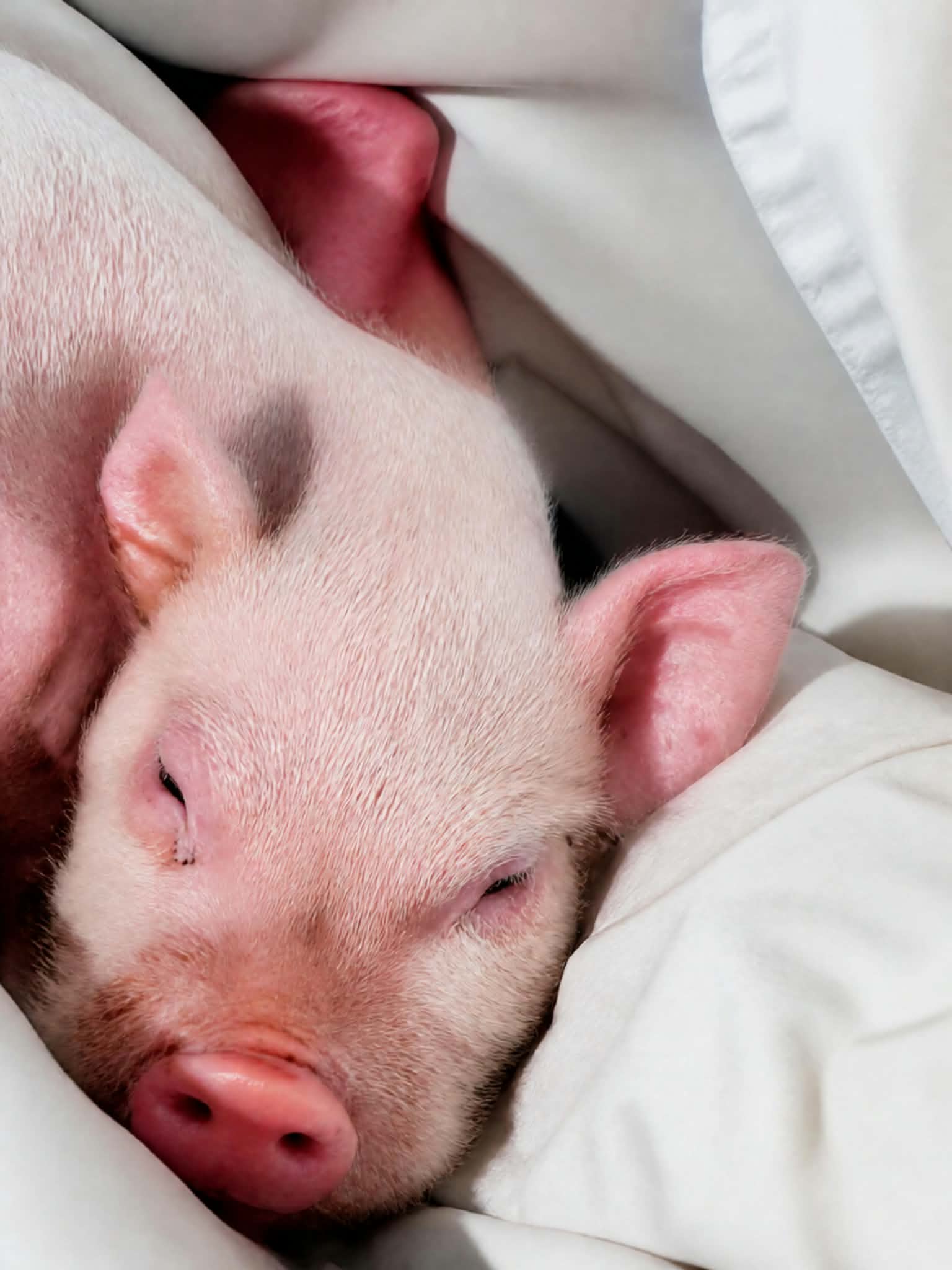 Missing Mini Pig