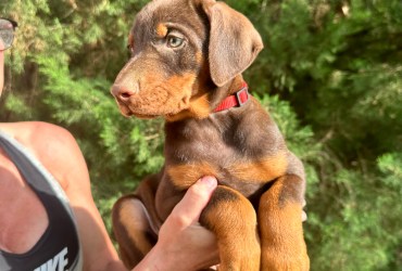 Doberman Puppies for sale