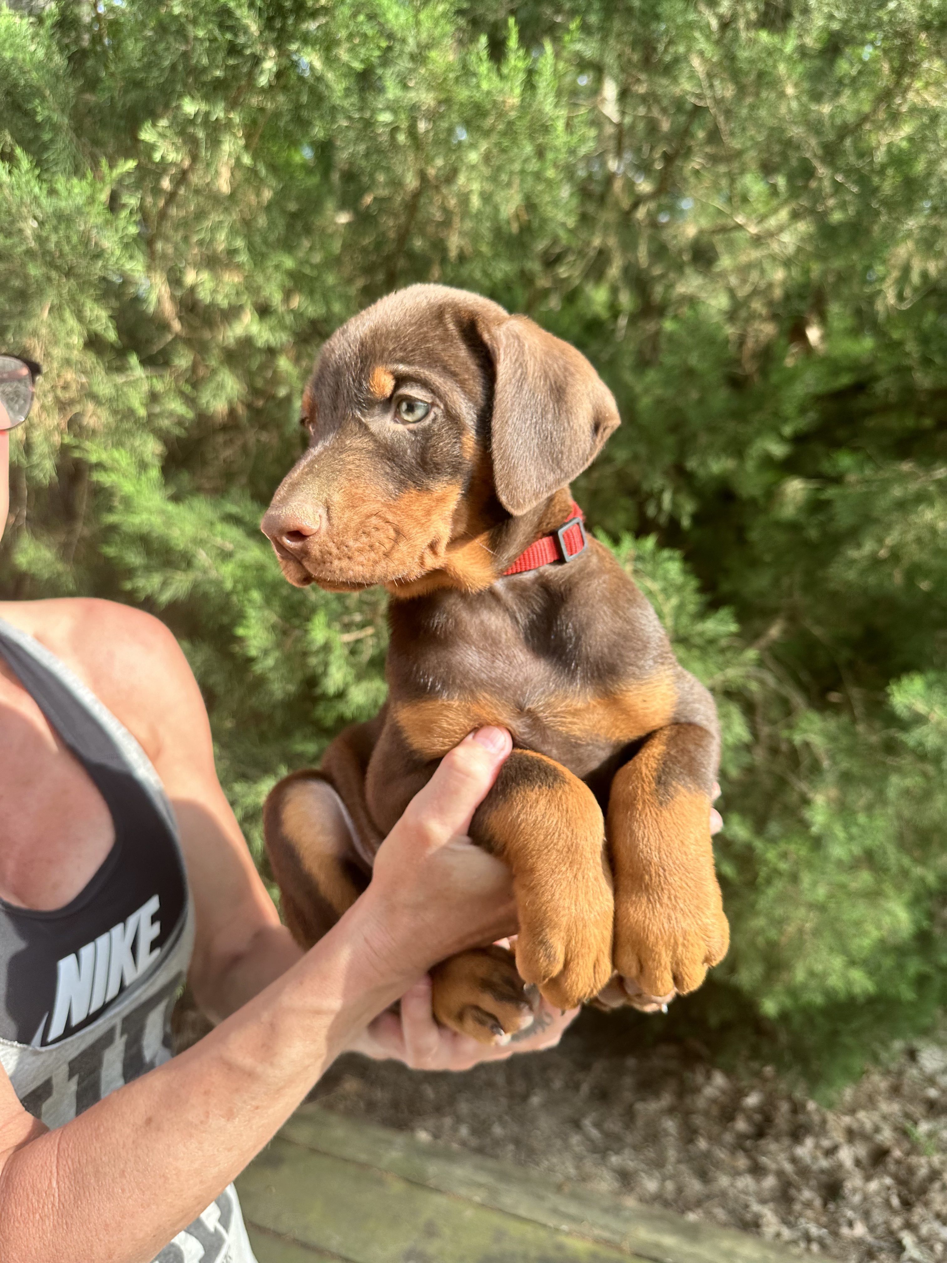 Doberman Puppies for sale
