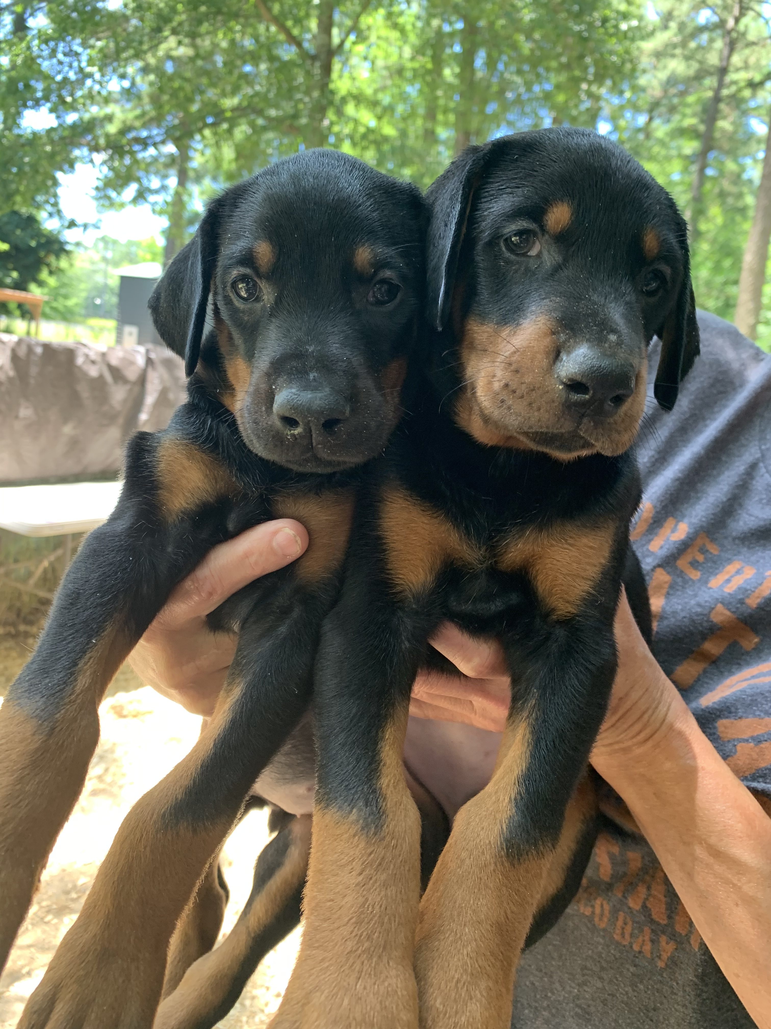 Doberman Puppies for sale