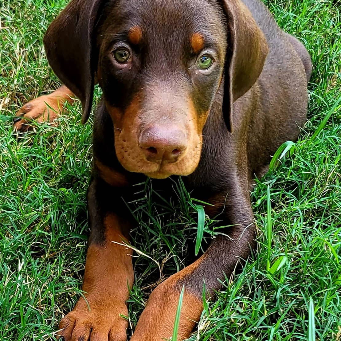 Doberman Puppies for sale