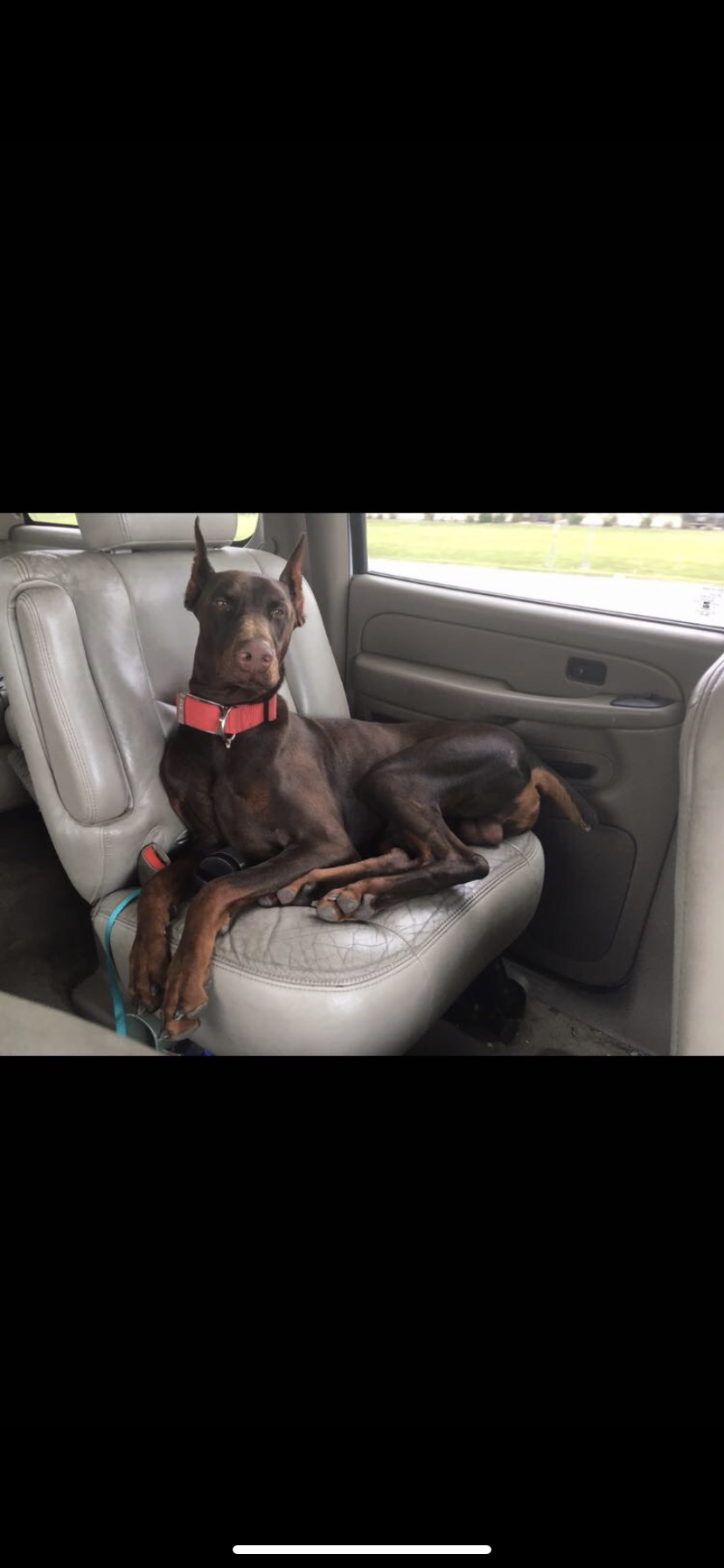 Doberman Puppies for sale