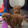 Toy Poodle Puppies for sale