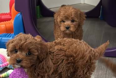 Toy Poodle Puppies for sale